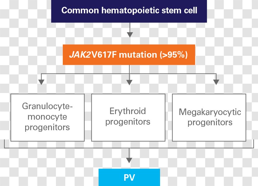 Polycythemia Vera Janus Kinase 2 Pathophysiology Myeloproliferative Neoplasm - Hematopoietic Stem Cells Transparent PNG