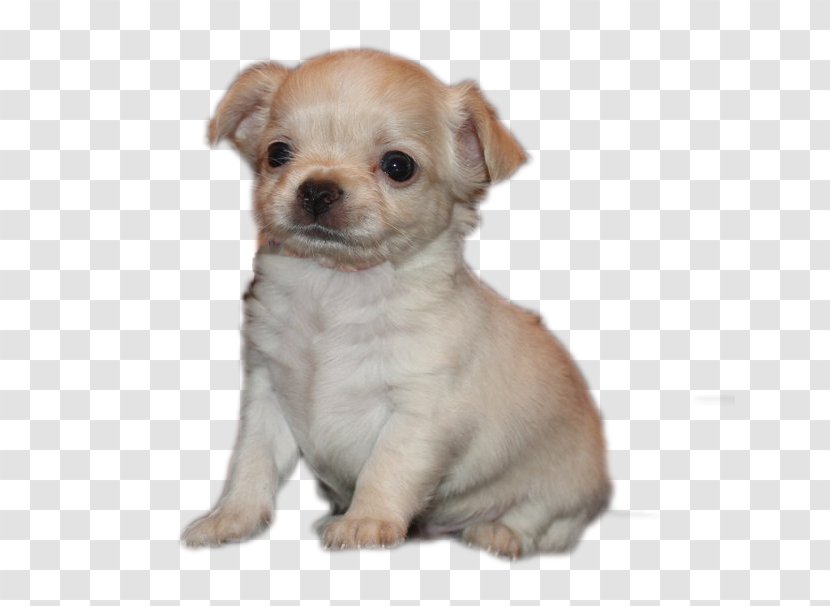 Chihuahua Chinese Imperial Dog Puppy Breed Companion - Mammal Transparent PNG