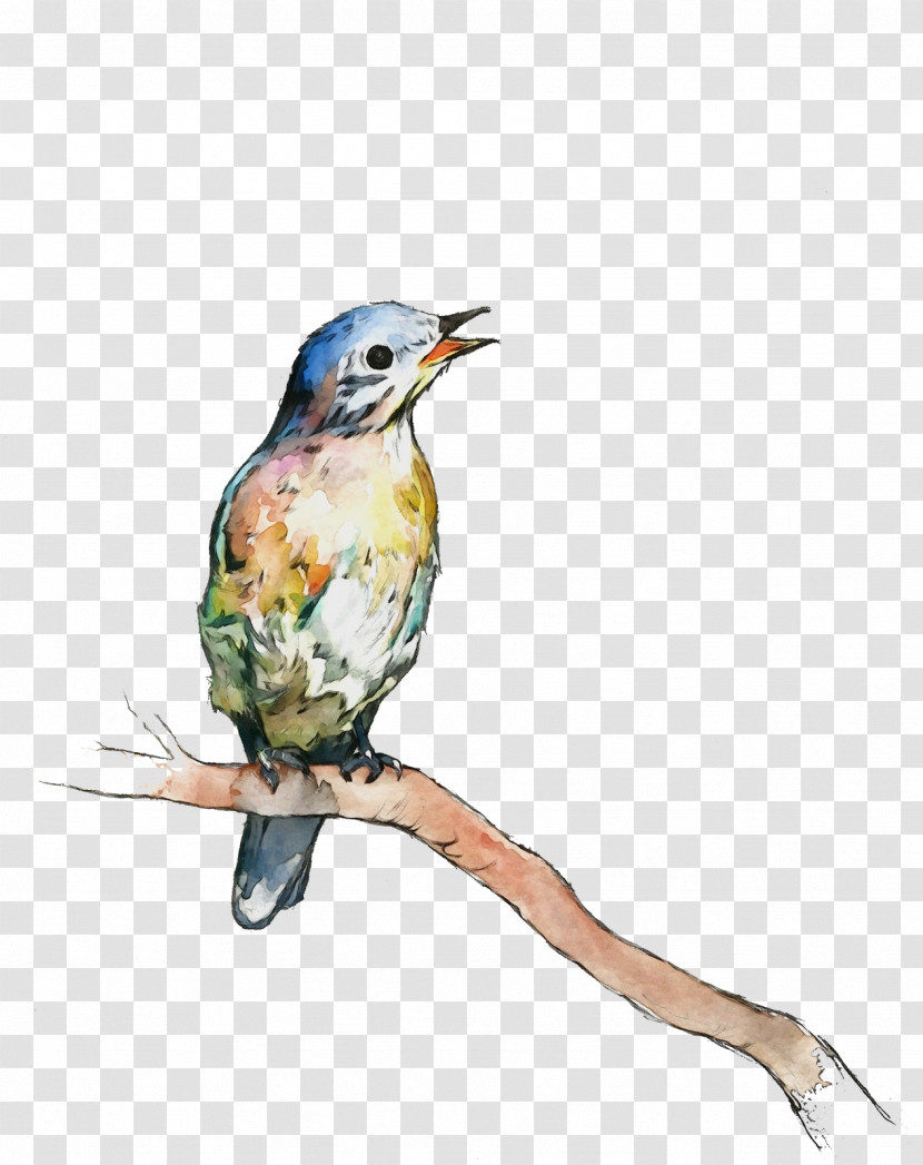 Hummingbird Transparent PNG