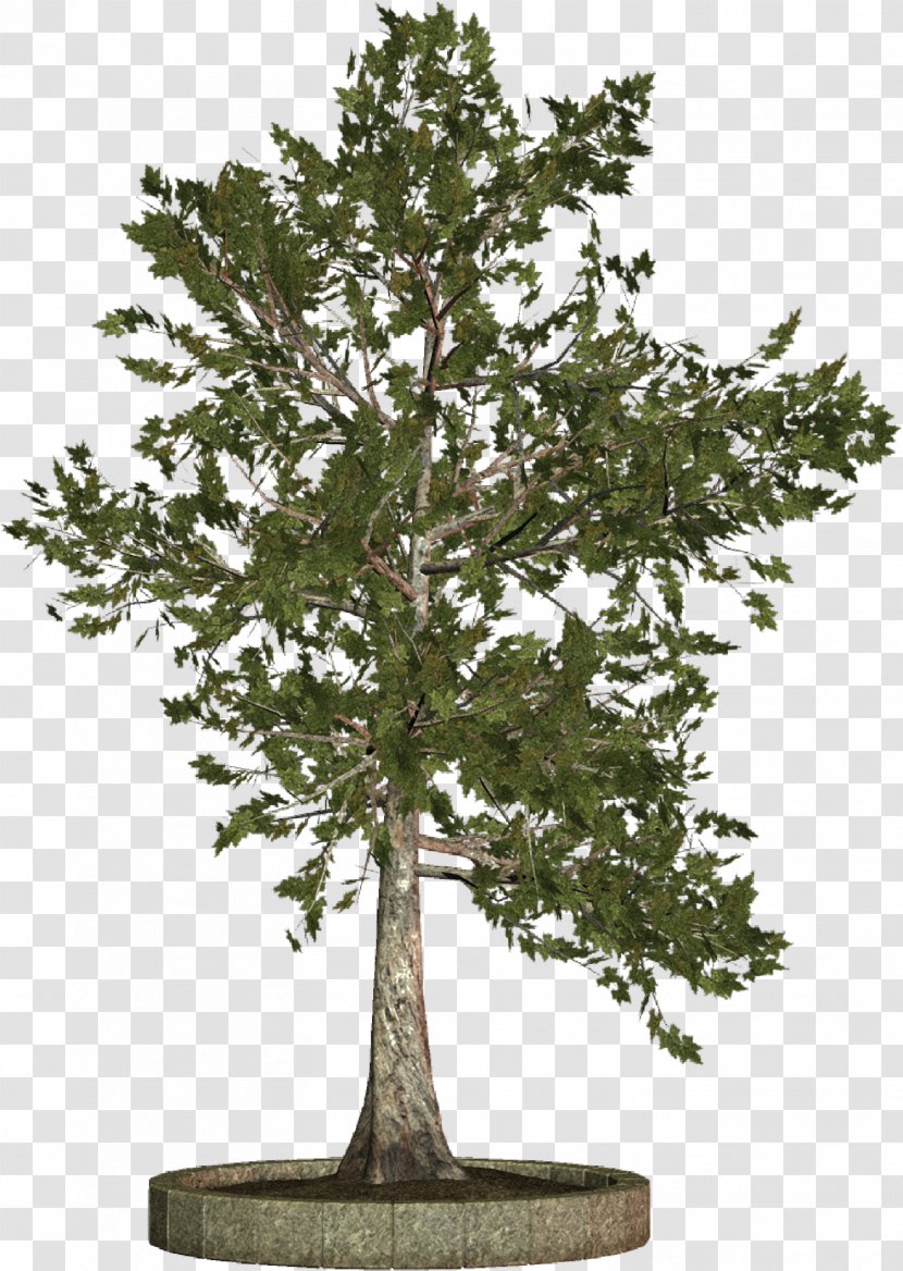 Tree Woody Plant Clip Art - Houseplant - Trees Transparent PNG