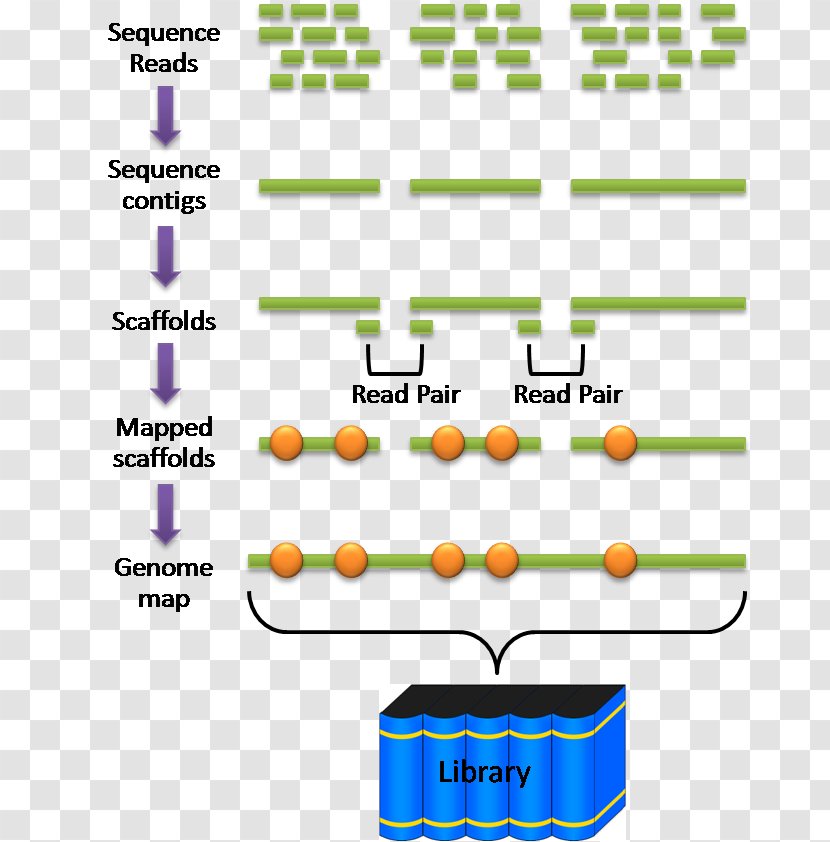 Human Genome Project Shotgun Sequencing Whole DNA Flower