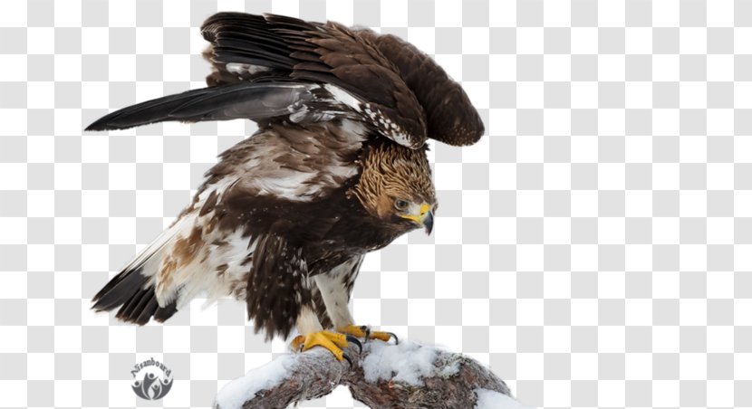 Eagle Oryol Desktop Metaphor Bird Wallpaper Transparent PNG