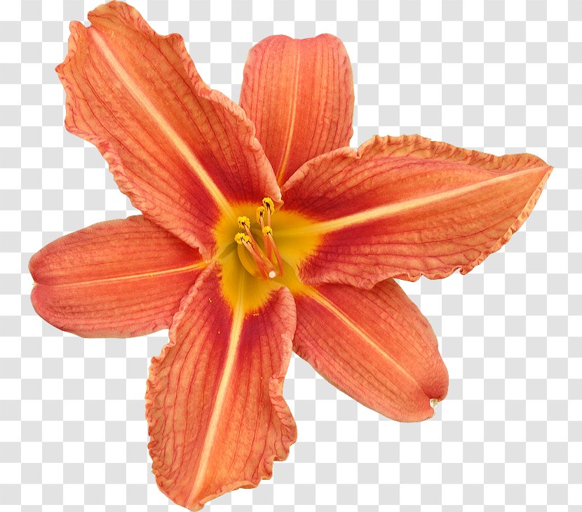Cut Flowers Drawing Royalty-free - Hippeastrum - Flower Transparent PNG