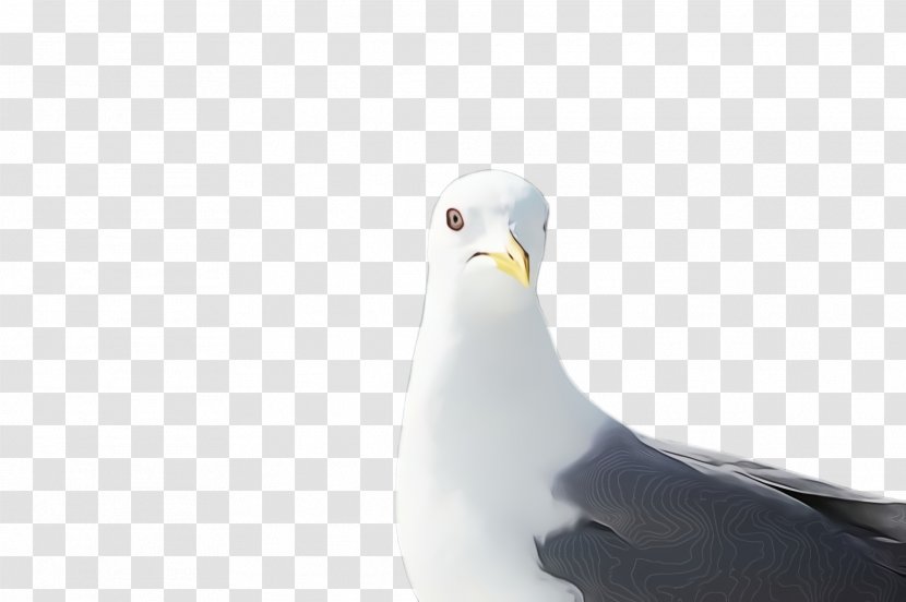 Feather - Neck Transparent PNG
