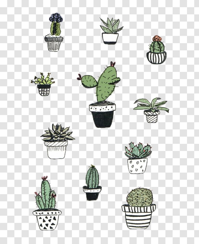 Cactaceae Cactus And Succulents Drawing Succulent Plant - Flower Transparent PNG
