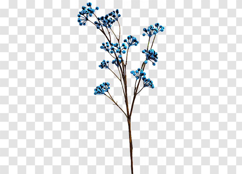 Flower Plant Branch Twig Borage Family Transparent PNG