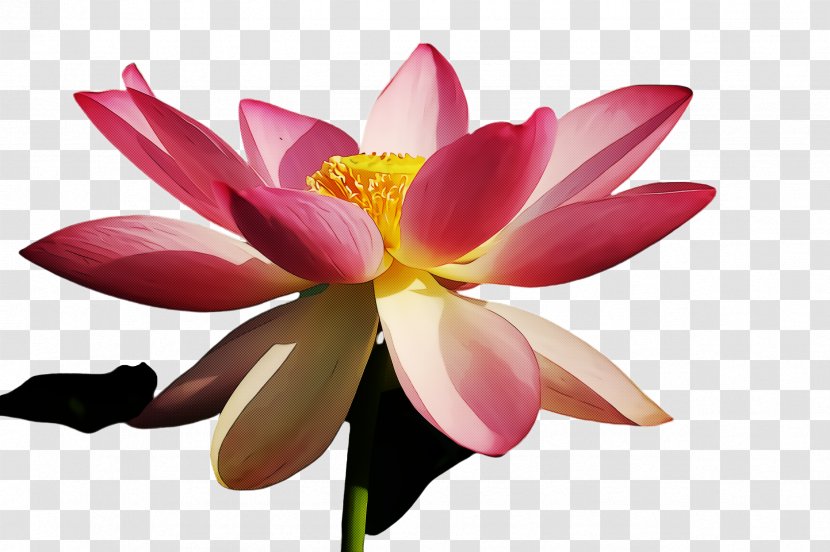 Lotus - Flower - Plant Aquatic Transparent PNG
