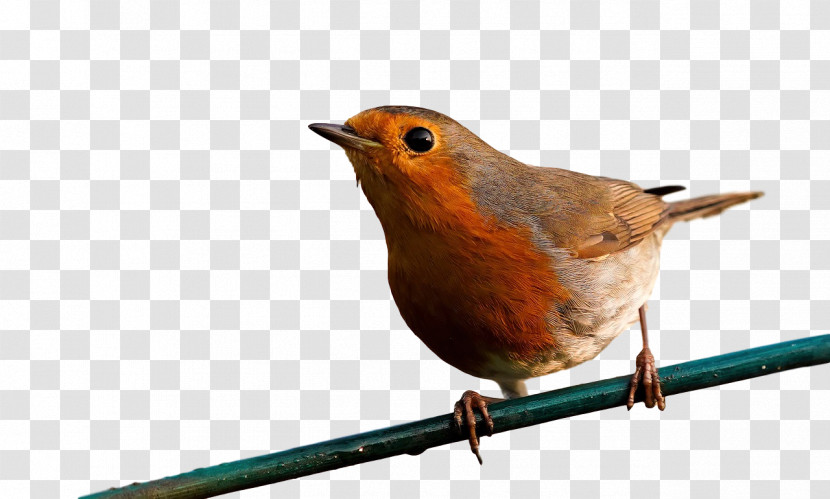 European Robin Passerine Wrens Birds Beak Transparent PNG