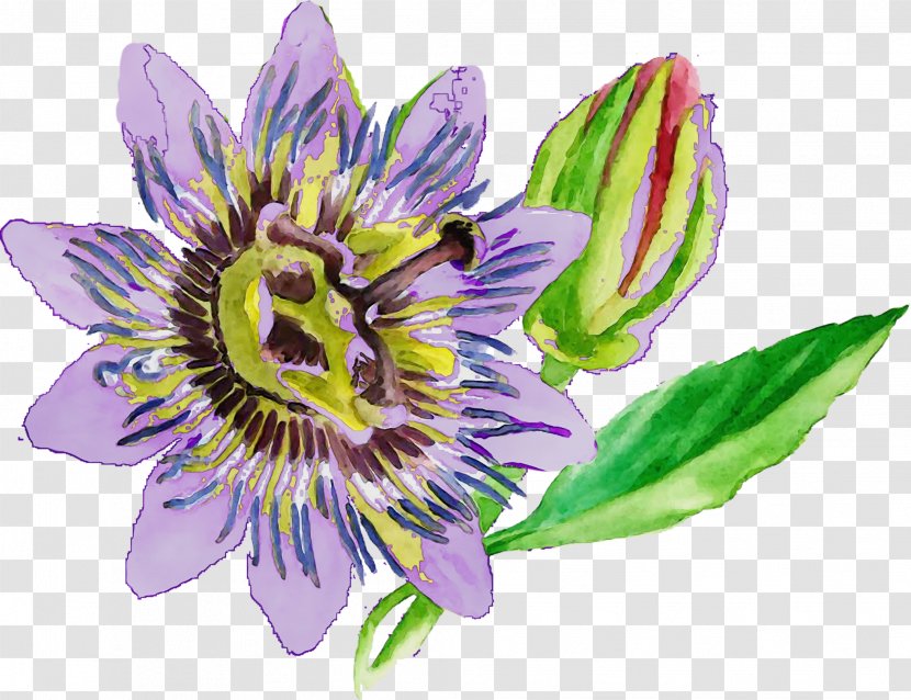 Flower Passion Purple Passionflower Family Giant Granadilla - Wildflower Transparent PNG