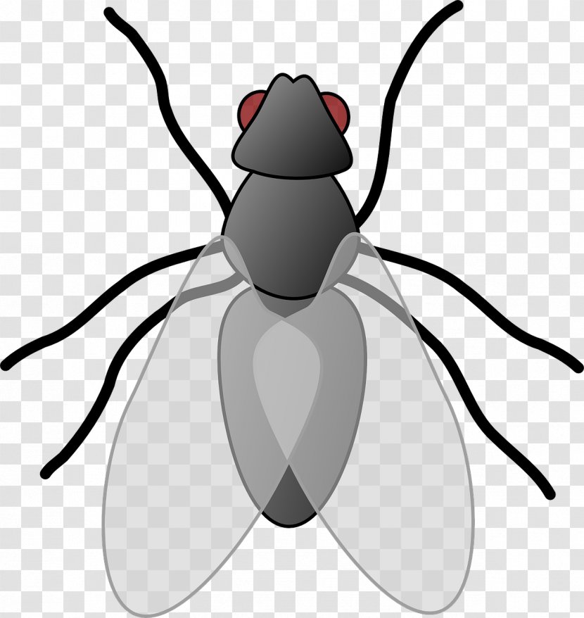 Beetle Insect Wing Clip Art - Gray Flies Transparent PNG