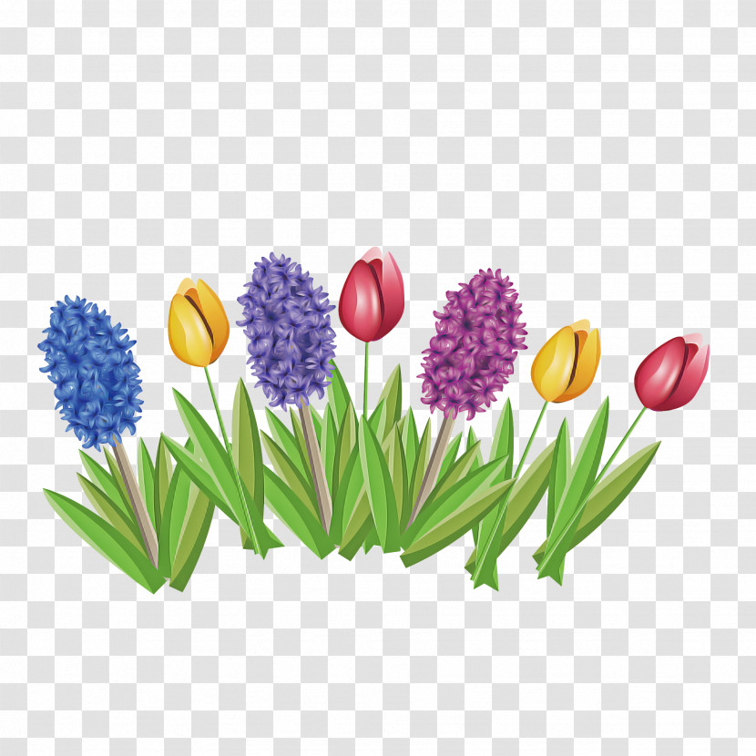 Flower Tulip Plant Grass Grape Hyacinth Transparent PNG