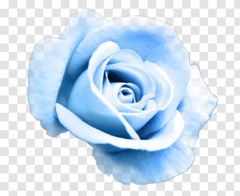 Garden Roses Blue Rose Clip Art Flower Transparent PNG