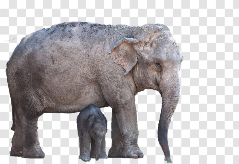 Indian Elephant African Wildlife Elephantidae - Snout - India Transparent PNG