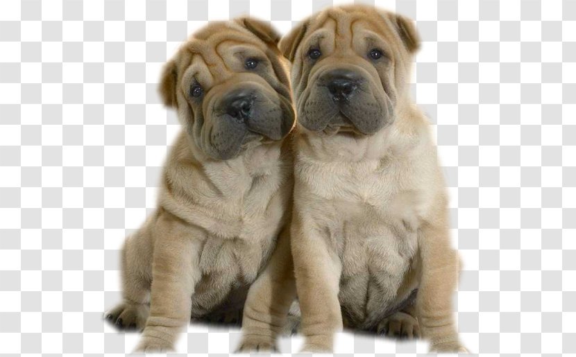 Mini Shar Pei Bone-mouth Puppy American Bully - Non Sporting Group Transparent PNG