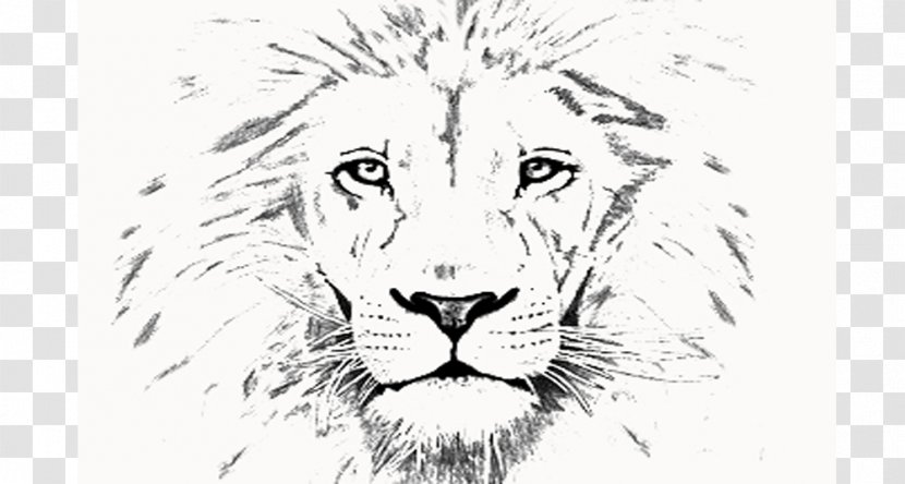 Lion Tiger Whiskers Line Art Sketch - Fauna - Youth Fellowship Transparent PNG