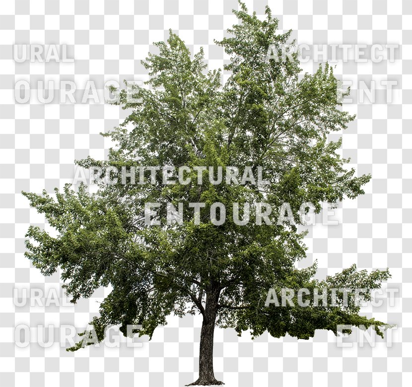 Branching Conifers - Conifer - Maple Tree Transparent PNG