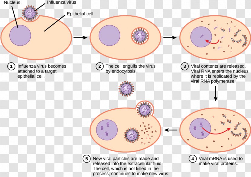 Viral Replication Virus Lytic Cycle Life Infection - Flower - Cartoon Bacteria Transparent PNG