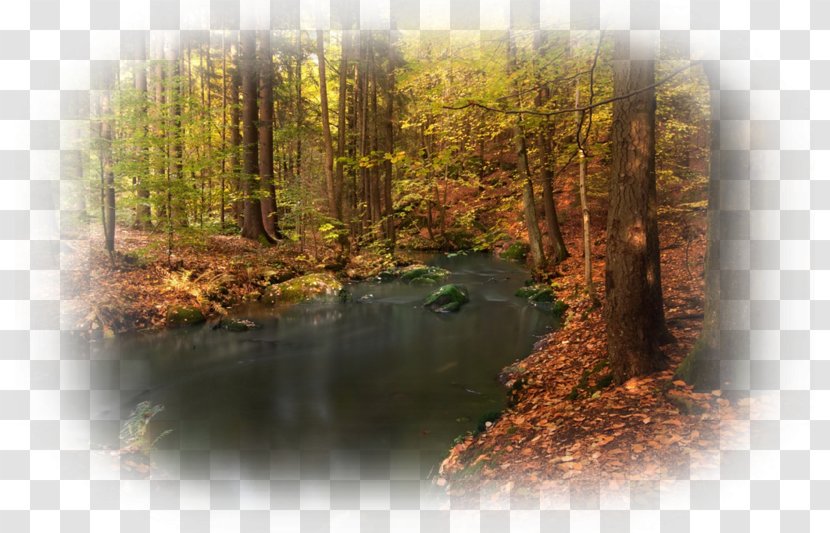 Temperate Broadleaf And Mixed Forest Woodland Tree Nature - Reflection Transparent PNG