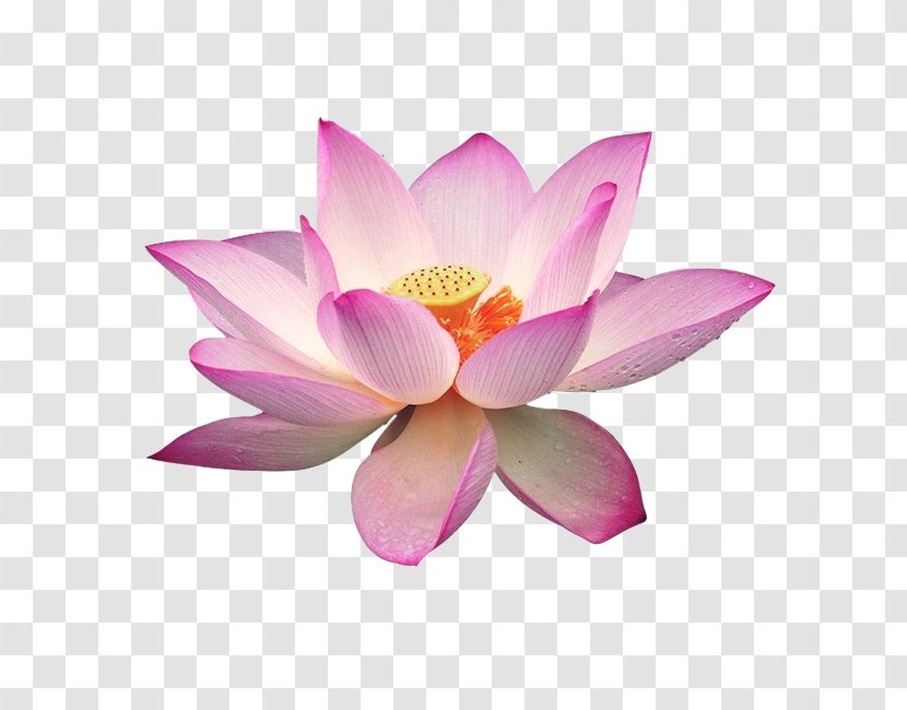 Sacred Lotus Clip Art Image Download - Flowering Plant - Nelumbo Transparent PNG