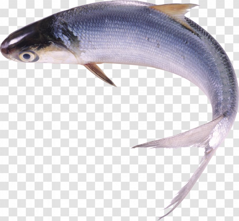 Milkfish Food Freshwater Fish - Salted Transparent PNG