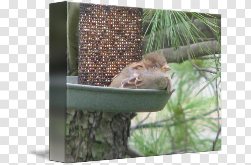 Chipmunk Squirrel Ecosystem Fauna Bird Feeders - Food Transparent PNG