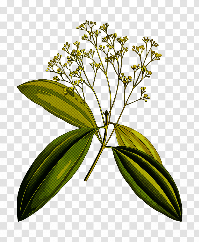 Flower Plant Leaf Sweetscented Bedstraw Galium Transparent PNG