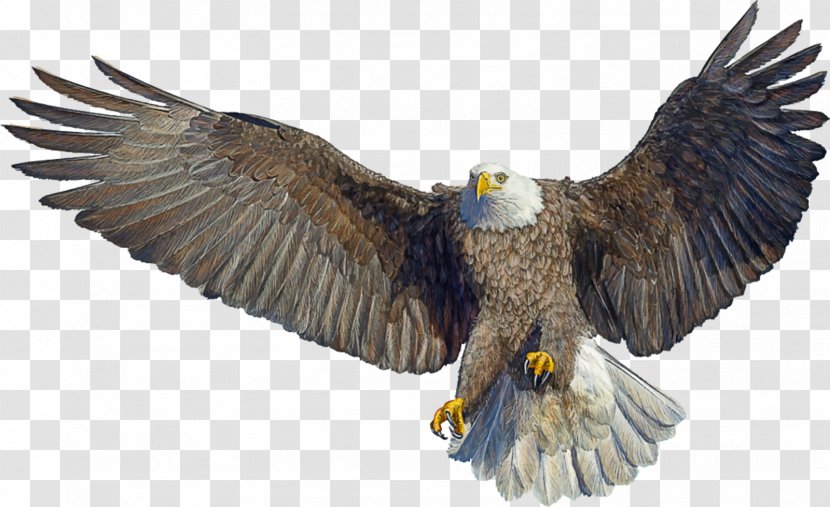 Bald Eagle Drawing Landing - Bird Transparent PNG