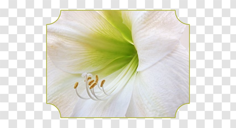 Amaryllis Jersey Lily Mallows Moth Orchids Belladonna - Billing Transparent PNG