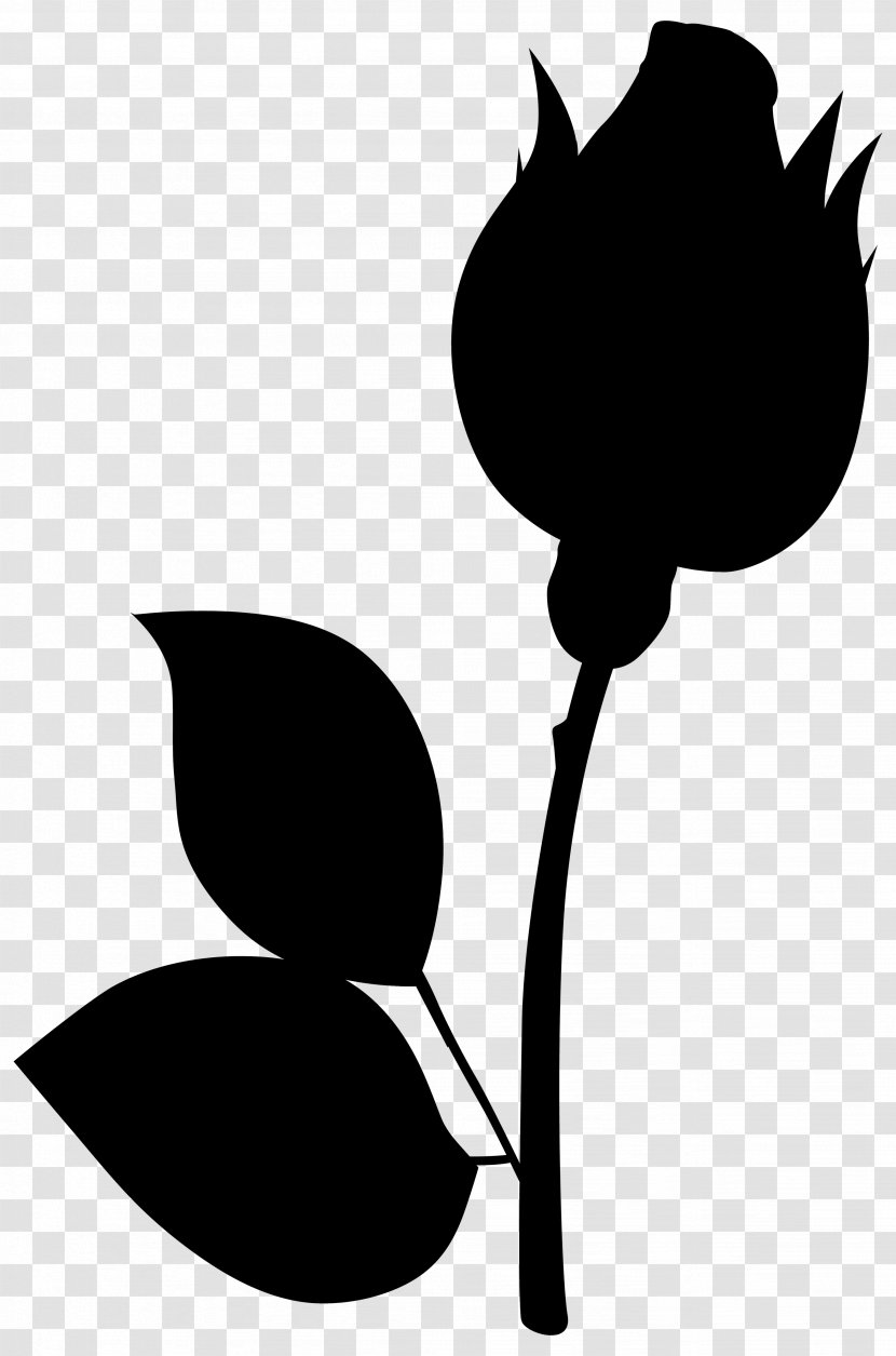 Clip Art Plant Stem Flower Leaf Plants - Cotton Balls Transparent PNG