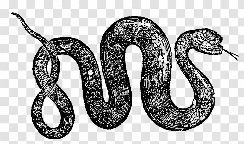 Snake Reptile Vipers Boa Constrictor - Antique - Digital Illustration Transparent PNG