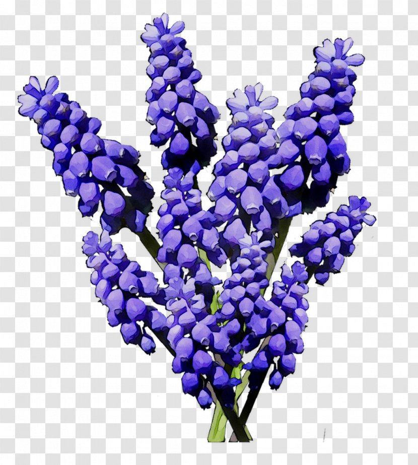 Hyacinth Cobalt Blue Fruit - Lupin - Lavender Transparent PNG
