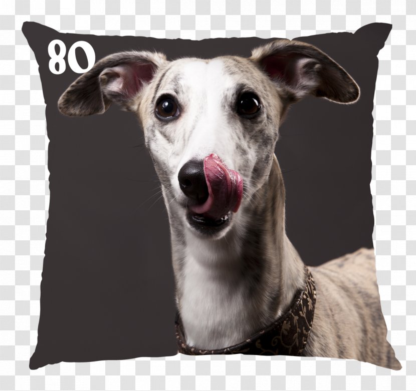 The Whippet Greyhound Dog Breed Stock Photography - American Kennel Club - Quick As A Can Lick Dish Transparent PNG