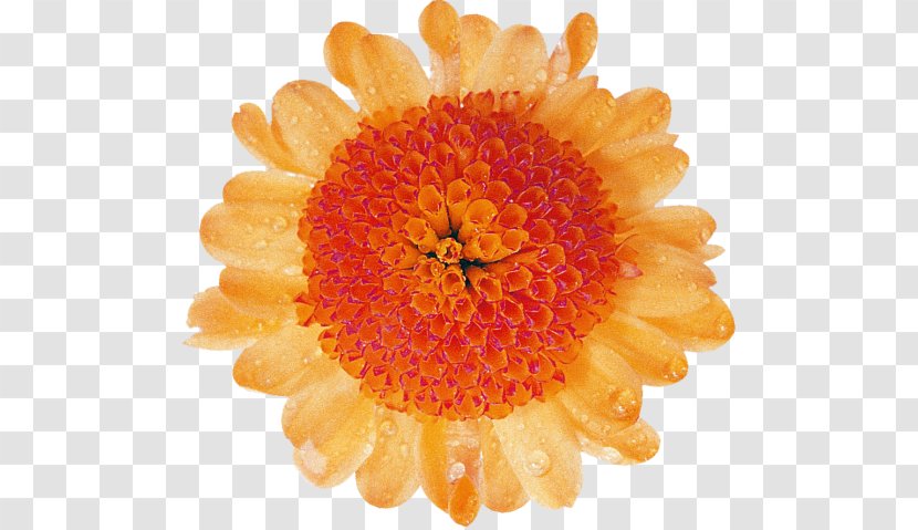 Transvaal Daisy Cut Flowers Chrysanthemum Petal - Flower Transparent PNG