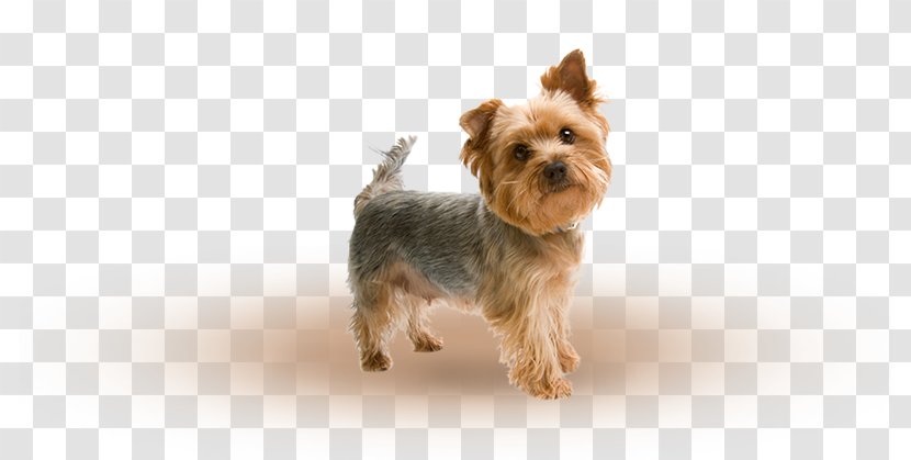 Yorkshire Terrier Maltese Dog Puppy Airedale West Highland White Transparent PNG