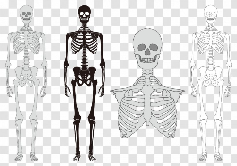 Human Skeleton Bone Vertebral Column - Heart - Body Model Transparent PNG