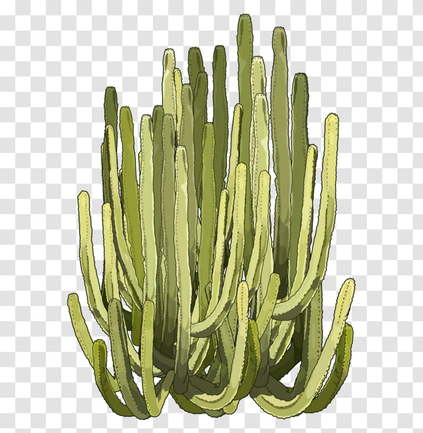Cactus Euphorbia Canariensis Succulent Plant Ingens Balsamifera - Prickly Pear Transparent PNG