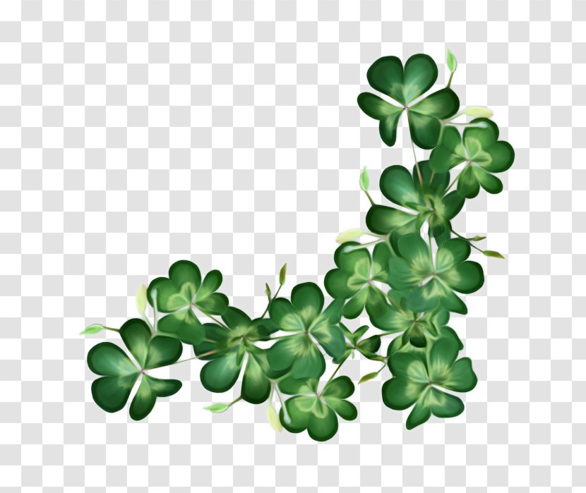 Saint Patricks Day - Shamrock - Flowering Plant Symbol Transparent PNG