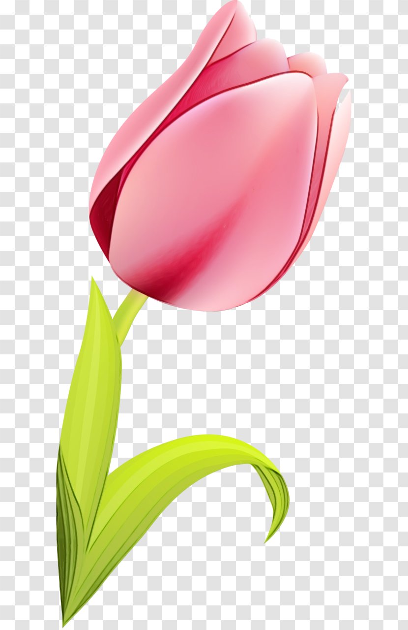 Tulip Red Clip Art Flower Pink - Lily Family Petal Transparent PNG
