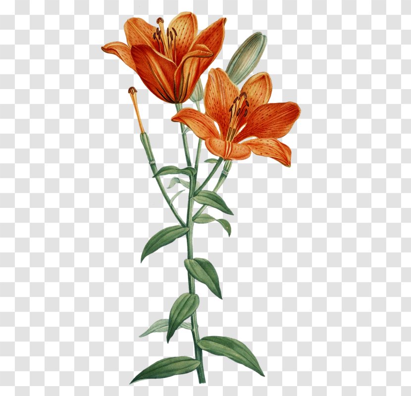 Orange Lily Printmaking Art Flower Floral Design - Lilium Transparent PNG