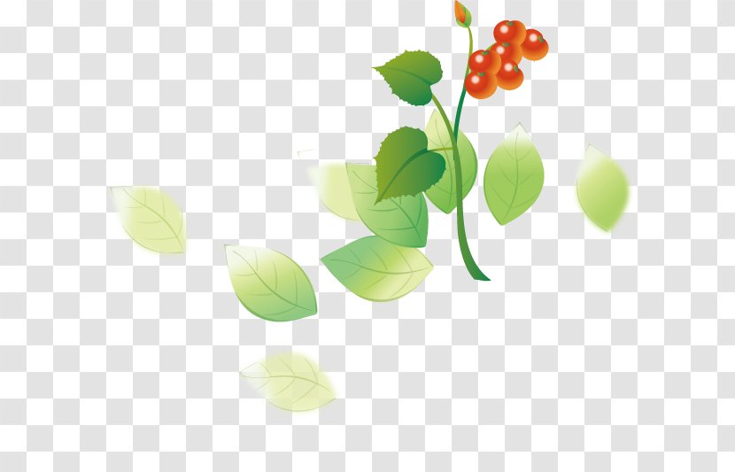 Cherry Tomato Fruit Auglis - Tomatoes Transparent PNG