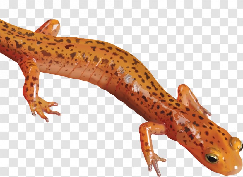 Salamander Newt Clip Art - Spotted - Clipart Transparent PNG