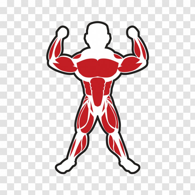 Skeletal Muscle Bodybuilding Adipose Tissue - Flower Transparent PNG