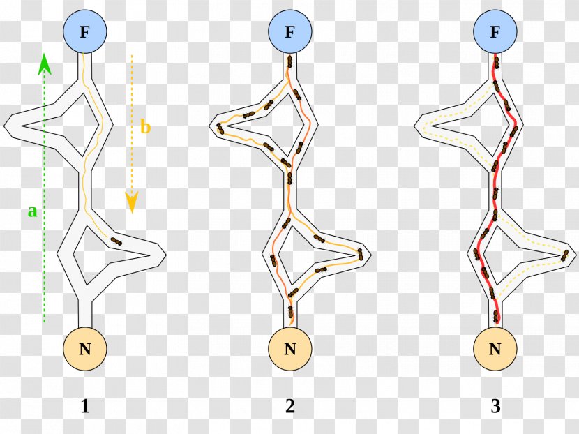 Ant Colony Optimization Algorithms Mathematical - Algorithm - Ants Transparent PNG