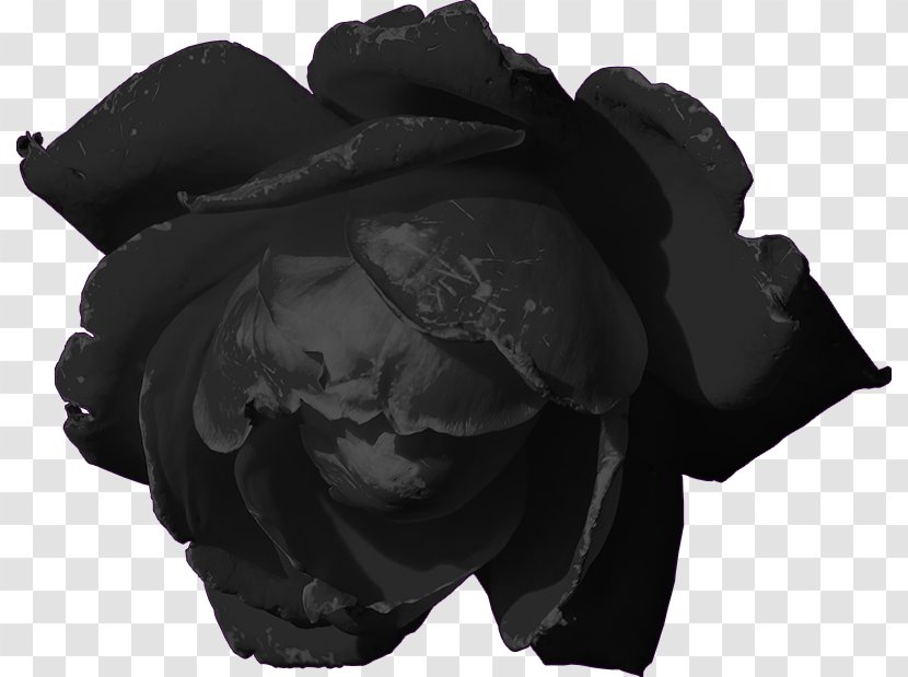 Black Rose Darkness Poetry - Bed Of Roses - Goth Transparent PNG