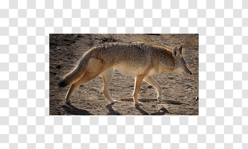 Jackal Coyote Gray Fox Snout Fur - Mammal Transparent PNG