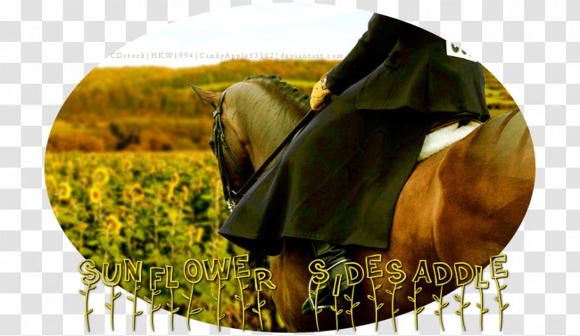 Horse Tack Mane Stock Photography - Snout Transparent PNG