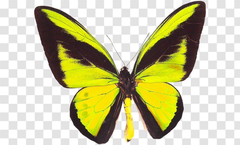 Monarch Butterfly Gossamer-winged Butterflies Ornithoptera Goliath Birdwing - Yellow Transparent PNG