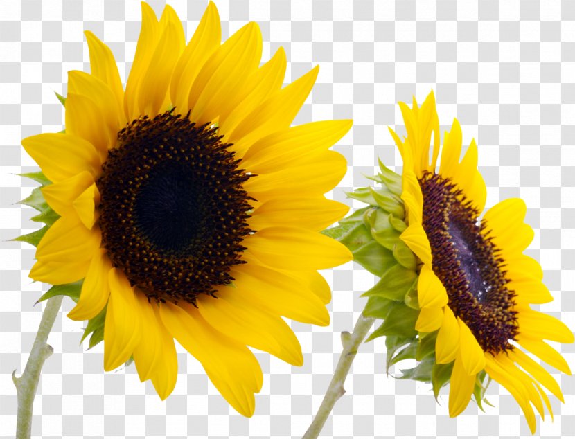 Common Sunflower Desktop Wallpaper Floristry - Nectar - Flower Transparent PNG