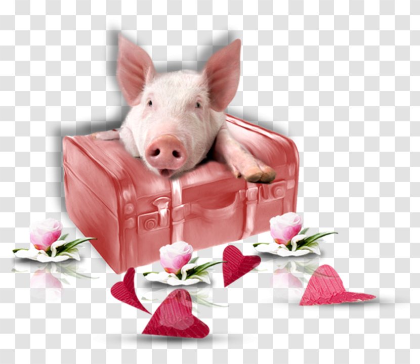 Domestic Pig Zelzate Als Marktkramer Ben Ik Geboren Ntgent Minnemeers - Actor - Non Smettere Di Sognare Transparent PNG