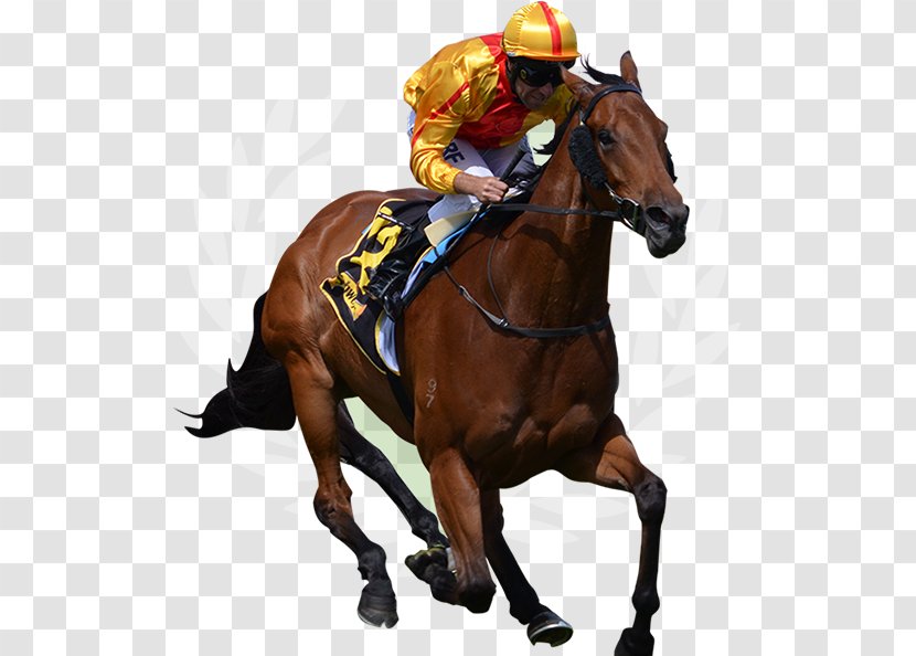 Thoroughbred Horse Racing Jockey The Grand National - Ascot Racecourse - Gallop Transparent PNG